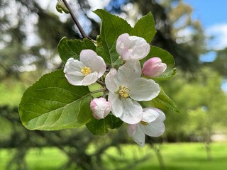 Apple blossoms appearing in spring time.