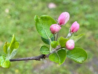 Apple blossoms appearing in spring time.