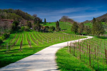 Vineyards near Conegliano, Italy. 
Conegliano and Valdobbiadene, the way of the Prosecco wine.