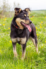 Black and tan dog on a lawn with dandelions in summer. The dog opened its mouth and stuck out its tongue.