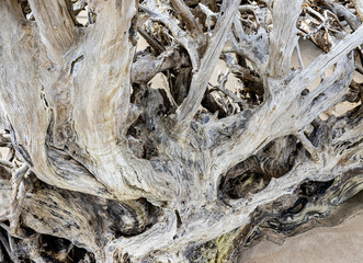 Driftwood Trees Buried in The Sand at Boneyard Beach,  Big Talbot Island State Park, Florida, USA