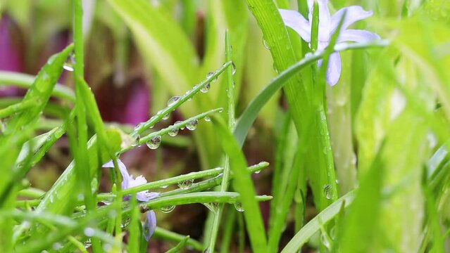rain nature in spring background video 4k 30fps