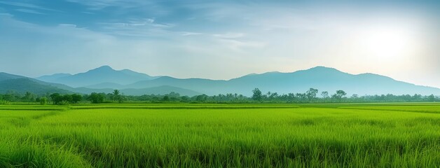Serene Green Rice Fields with Mountain Backdrop