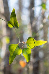 Sun hitting the leaves of a greenbriar vine.