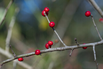 Bright red berries on a deciduous tree