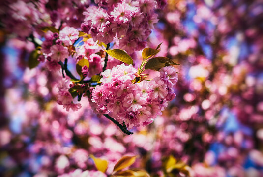 pink blooming sakura flowers