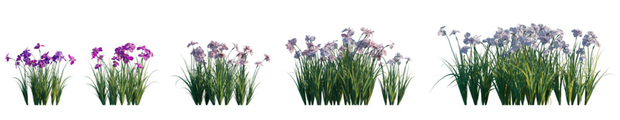 Fototapeta premium Iris ensata (Japanese water iris, sword-leaved, iris kaempferi) flowering plant frontal single set isolated png on a transparent background premium cutout high resolution