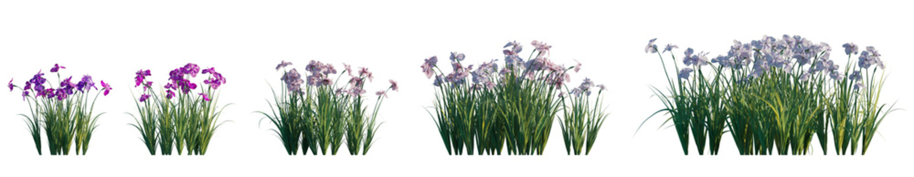 Iris ensata (Japanese water iris, sword-leaved, iris kaempferi) flowering plant frontal single set isolated png on a transparent background premium cutout high resolution