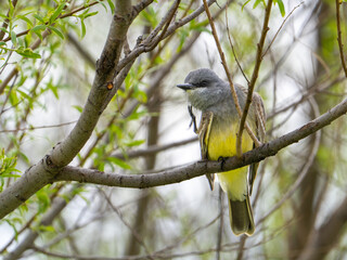 A Cassin's kingbird perched on a tree.