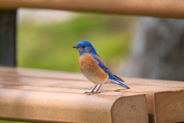 A western bluebird perched on a park bench.
