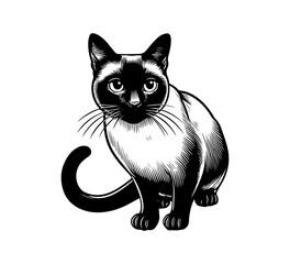 Siamese Cat hand drawn vector graphic asset	