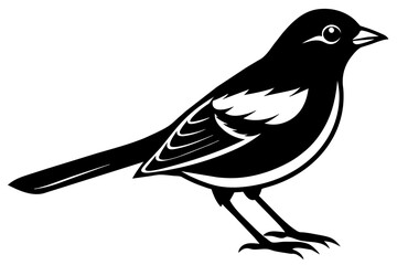 bird vector illustration