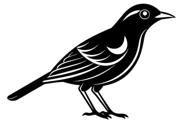 bird vector illustration