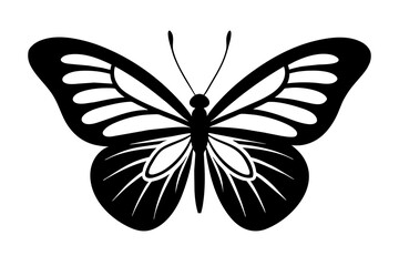 butterfly vector illustration
