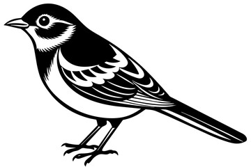 bird vector illustration