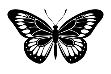 butterfly vector illustration
