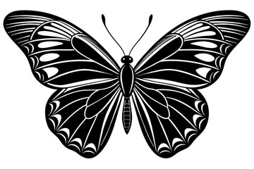 butterfly vector illustration