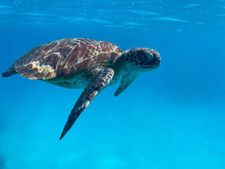 Diving and snorkelling with a Green Turtle at Lady Musgrave Island, on the Great Barrier Reef, Queensland, Australia