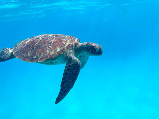 Diving and snorkelling with a Green Turtle at Lady Musgrave Island, on the Great Barrier Reef,...