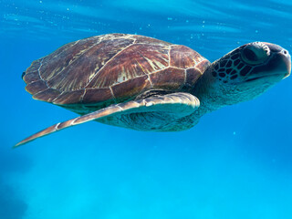 Diving and snorkelling with a Green Turtle at Lady Musgrave Island, on the Great Barrier Reef, Queensland, Australia