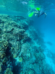 Diving and snorkelling at Lady Musgrave Island, on the Great Barrier Reef, Queensland, Australia