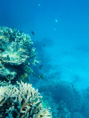 Diving and snorkelling at Lady Musgrave Island, on the Great Barrier Reef, Queensland, Australia