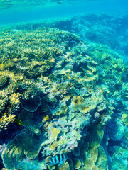 Obraz premium Diving and snorkelling at Lady Musgrave Island, on the Great Barrier Reef, Queensland, Australia