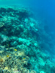 Diving and snorkelling at Lady Musgrave Island, on the Great Barrier Reef, Queensland, Australia