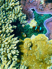 Coral, fish on the Great Barrier Reef, Queensland, Australia