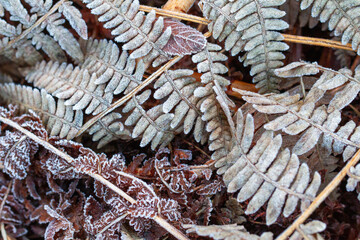Frozen fern leaves on the ground, background
