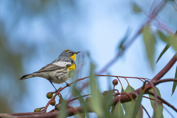A yellow-rumped warbler perched on a eucalyptus tree branch.