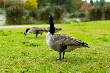 canard