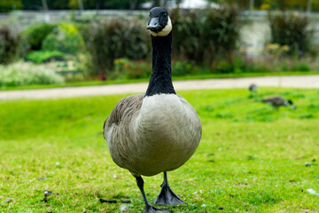 canard
