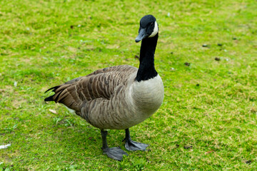 canard