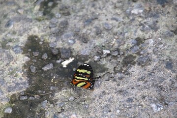 inseto borboleta