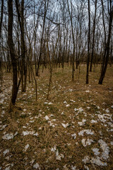 Forest beauty. The beginning of spring in the forest. Yellow colors. Forest thaw. Yellow grass. Hiking everyday life in the forest