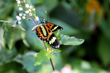 inseto borboleta