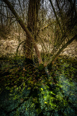 Swamp inside a dense forest. Flood in the forest. Thick yellow grass after winter. Old trees inside a swamp. Mysterious place in the forest. Water in the forest