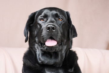 Black dog. Labrador retriever on a beige background. A pet, an animal.