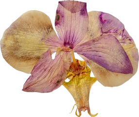 purple pressed orchid bloom isolated on white
