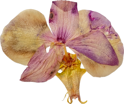 purple pressed orchid bloom isolated on white