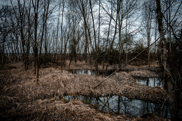 Swamp inside a dense forest. Flood in the forest. Thick yellow grass after winter. Old trees inside a swamp. Mysterious place in the forest. Water in the forest