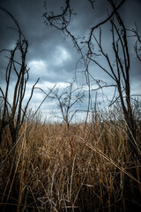 Obraz premium The reeds that completely filled the entire area with water now stand here with dying trees. Mystical place. Dried trees. Gray voluminous and dense sky above the quarry and trees