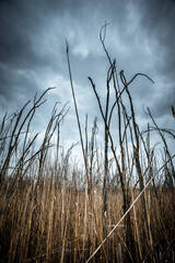 The reeds that completely filled the entire area with water now stand here with dying trees. Mystical place. Dried trees. Gray voluminous and dense sky above the quarry and trees