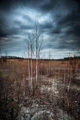 The reeds that completely filled the entire area with water now stand here with dying trees. Mystical place. Dried trees. Gray voluminous and dense sky above the quarry and trees