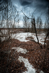 Trees on a sand quarry. Thaw on the sands. Mystical place. Dried trees. Leaves on the sand. Gray voluminous and dense sky above the quarry and trees