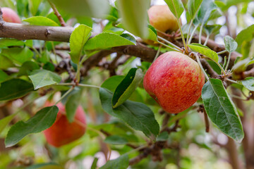 An apple on an apple tree.