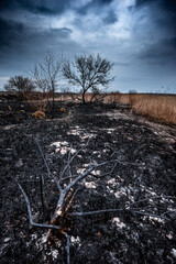 Burnt trees on a burnt field. A scorched field with burnt reeds. Burnt tree on the field
