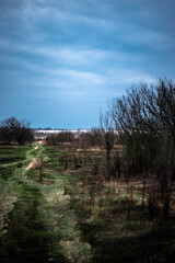 Fototapeta premium Forest beauty. The beginning of spring in the forest. Yellow colors. Forest thaw. Yellow grass. Hiking everyday life in the forest