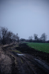 Green field in the sunset time . Blue houre and green grass. Forest over the sky . Purple clouds . Spring colors . Roand around with field and forest . Sunset over forest . Beautiful sunset . 